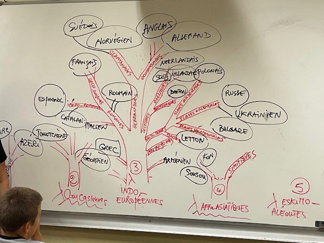 arbre des langues lors de la journée européenne des langues au collège Ampère